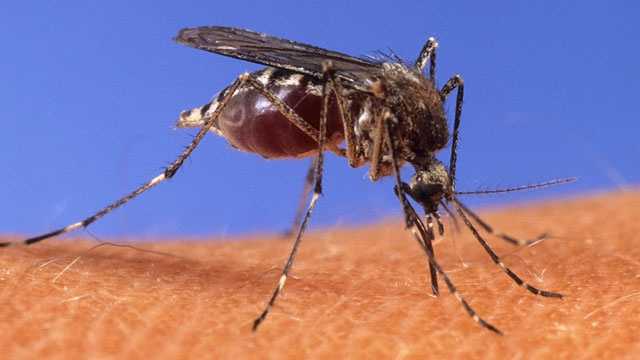First human West Nile diagnosis of 2017 found in Ada County First human West Nile diagnosis of 2017 found in Ada County