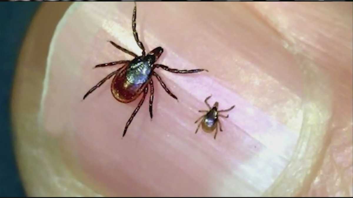 Maine ranked worst state for Lyme disease in entire country