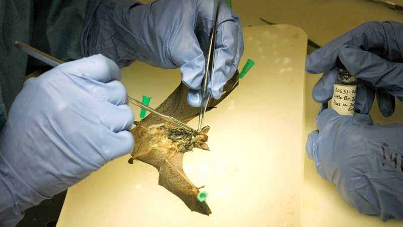 White-Nose Syndrome was first discovered in bats in a cave near Albany, N.Y. in Feb 2006.Â  While the origin of the introduction is unclear, the impacts are considerably more evident. The disease creates mortality rates of 60 to 90 percent for infected bats.