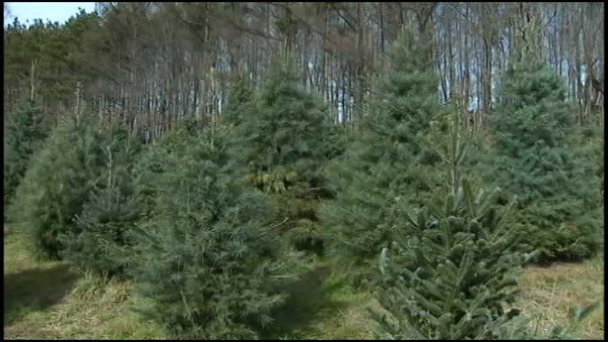 Where to recycle your Christmas tree in Pittsburgh