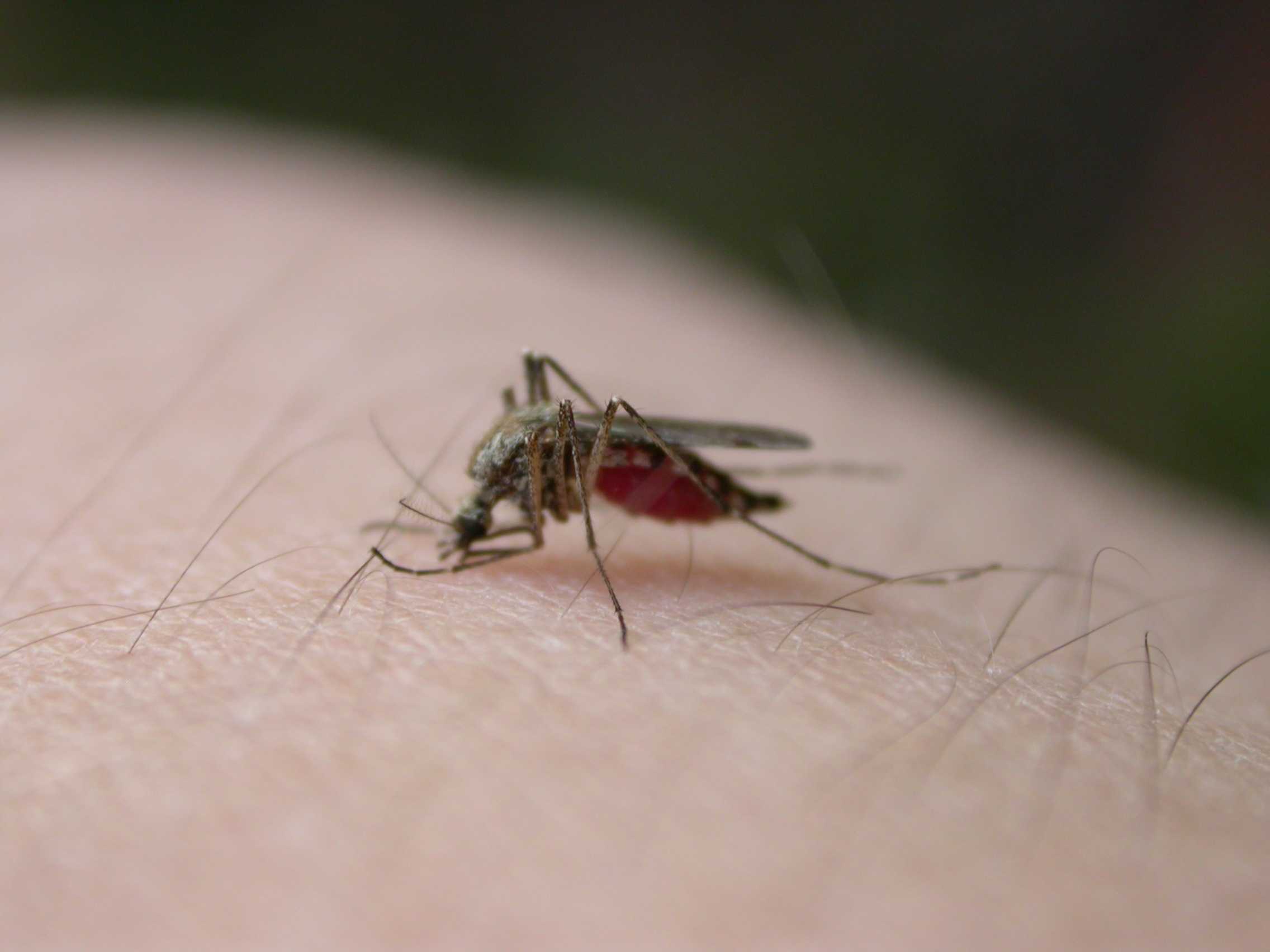 West Nile virus back in Toronto West Nile virus back in Toronto