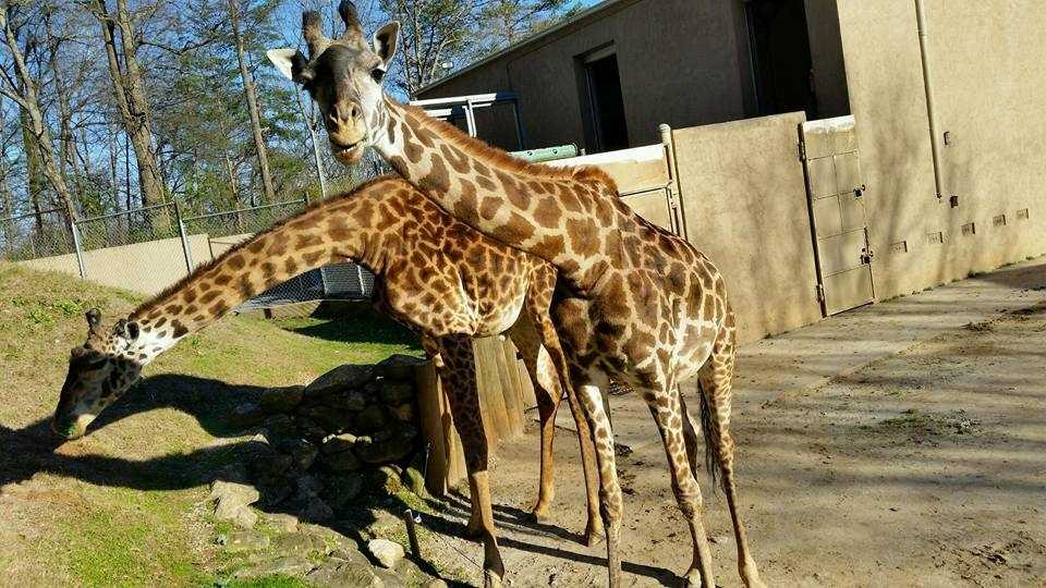 Giraffe at New Jersey zoo dies during medical procedure