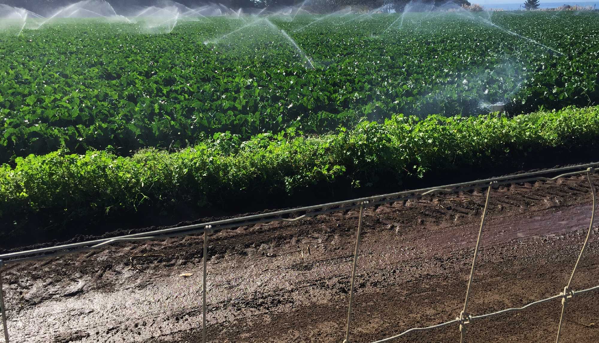 NPPC: Perdue 'very good' for United States agriculture