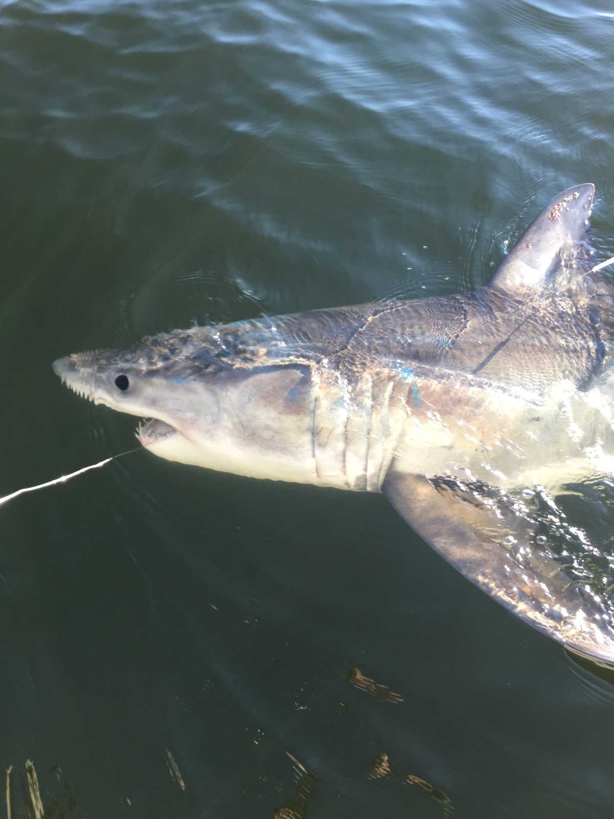 Hilton Head man catches great white shark