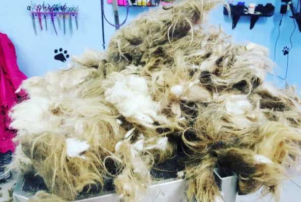 This rescue dog was given a new lease of life after a grooming transformation