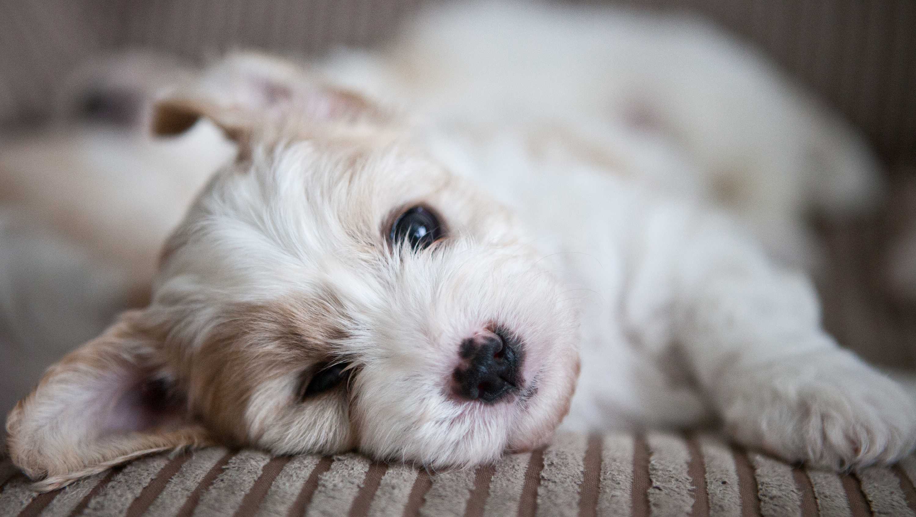 Dogs deliberately give us 'puppy dog eyes' to get our attention