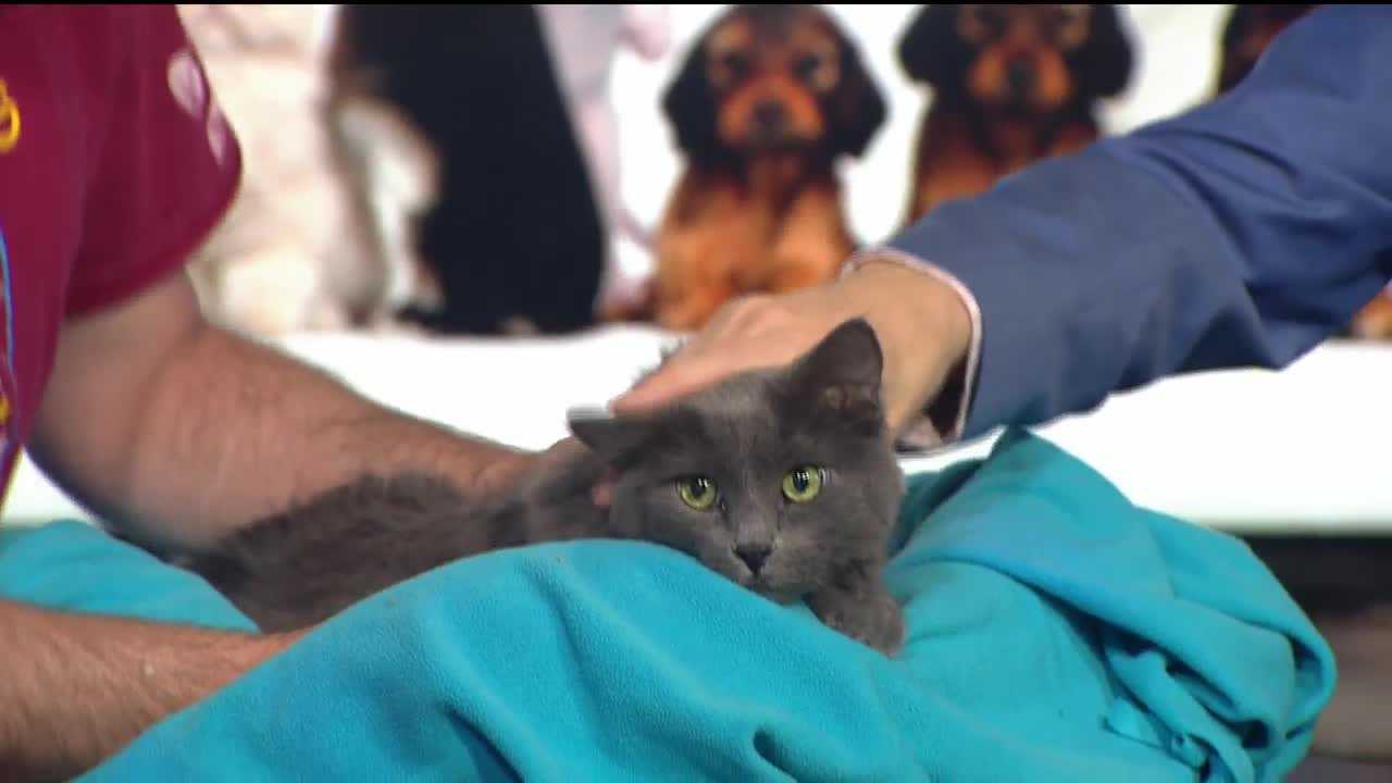 Pet of the week: Pearl