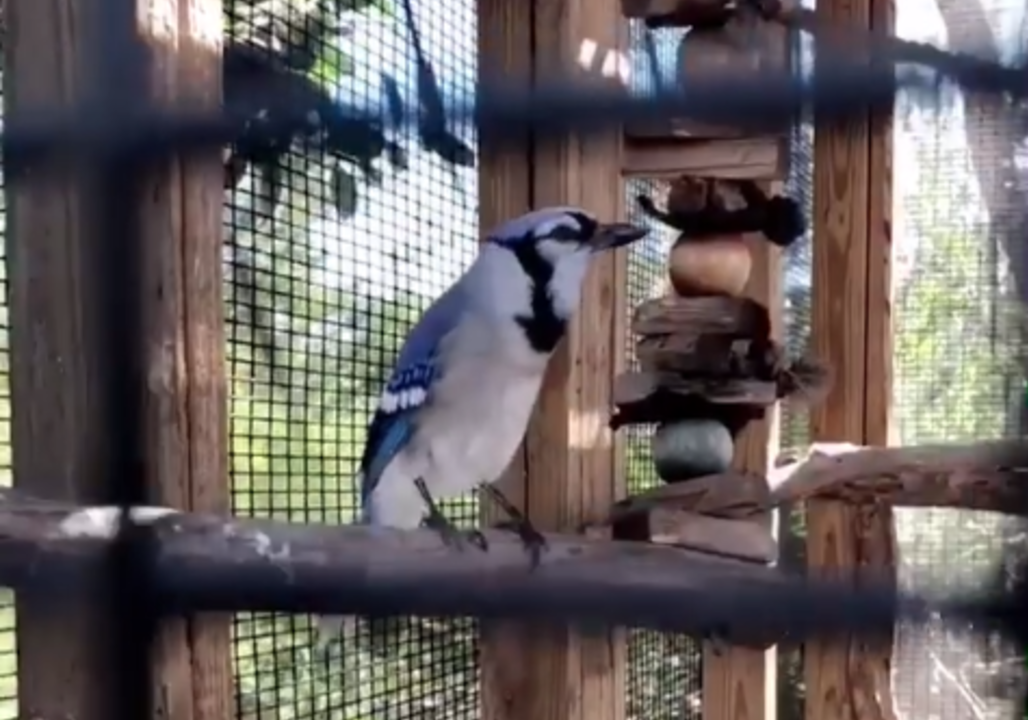 The bird's meow: Flop the blue jay does more than tweet