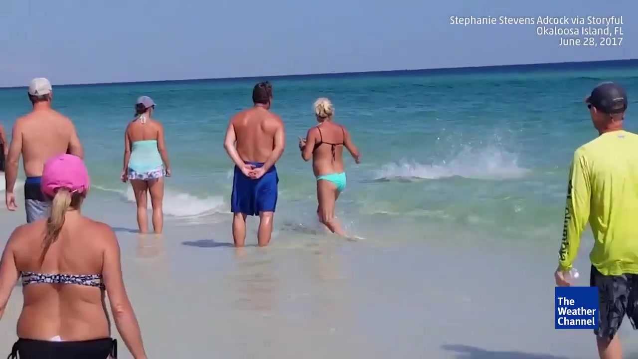 Fighting Sharks Draw a Crowd