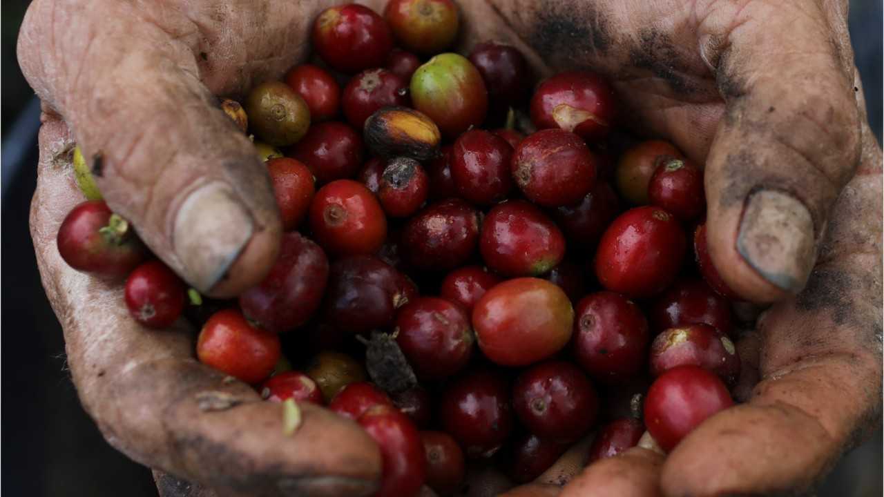 Specialty coffee production struggling to meet demand, report says