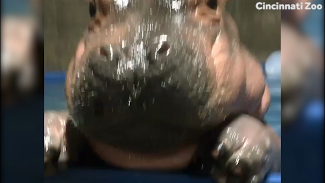 Baby hippo at Cincinnati Zoo turns 3 months old
