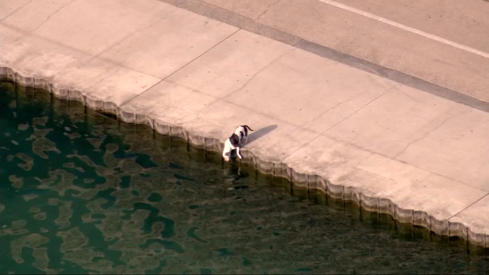 Watch a Chicago cop save a dog who fell into Lake Michigan