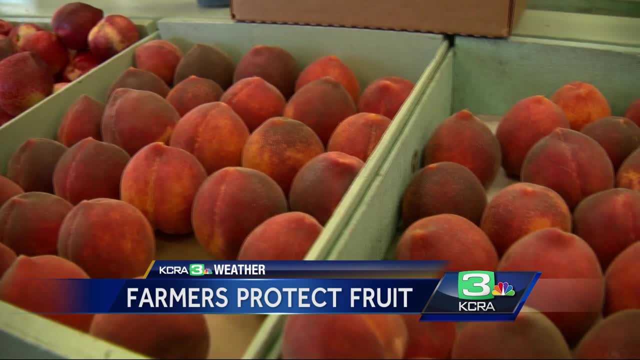 Heat wave stresses Northern California crops