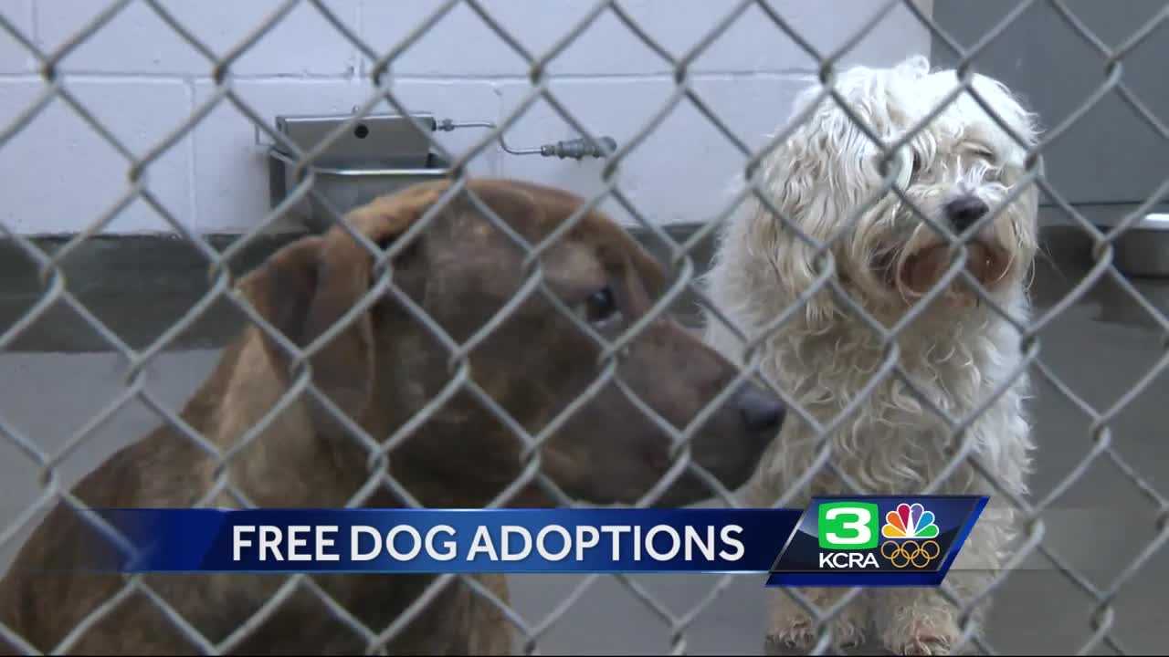 Free animal adoptions at Front Street Animal Shelter
