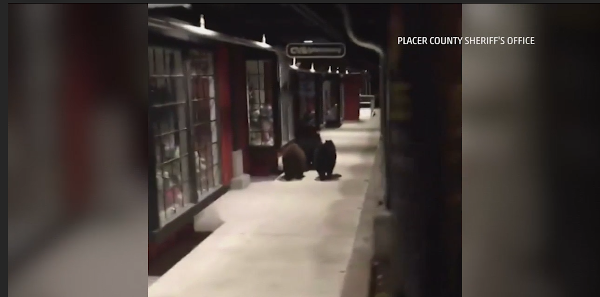 Are these bears trying to get an early jump on Black Friday?