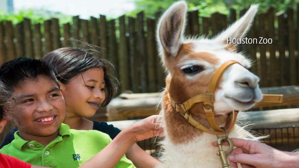 Houston Zoo after Harvey