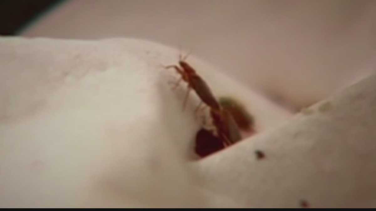 Bed Bug Bugs Wisconsin Dells Bed Bug Bugs Wisconsin Dells