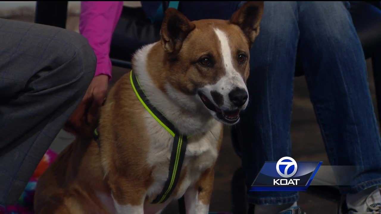 Pet of the week: Kelly