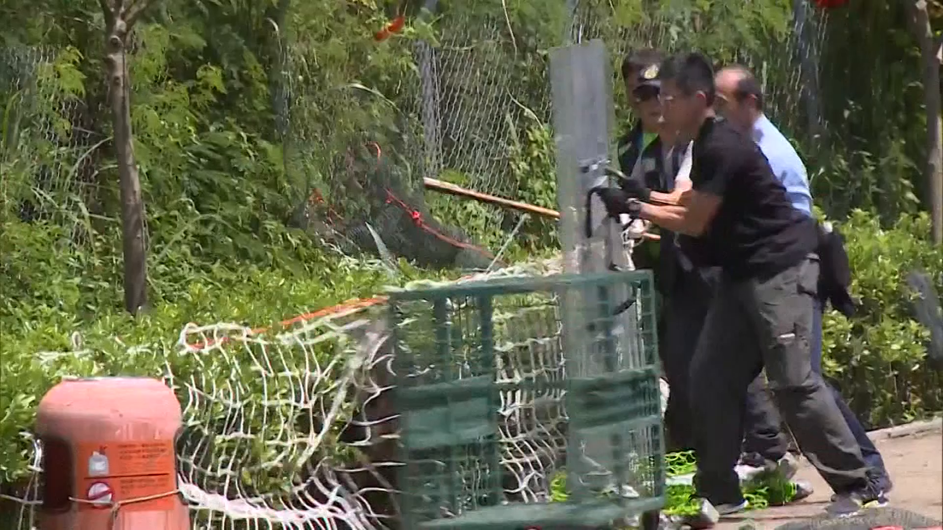 Watch authorities attempt to capture wild boar on rampage