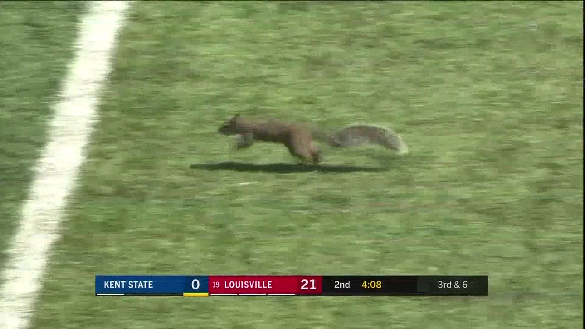 Squirrel runs onto field during game; races into the hearts of fans everywhere