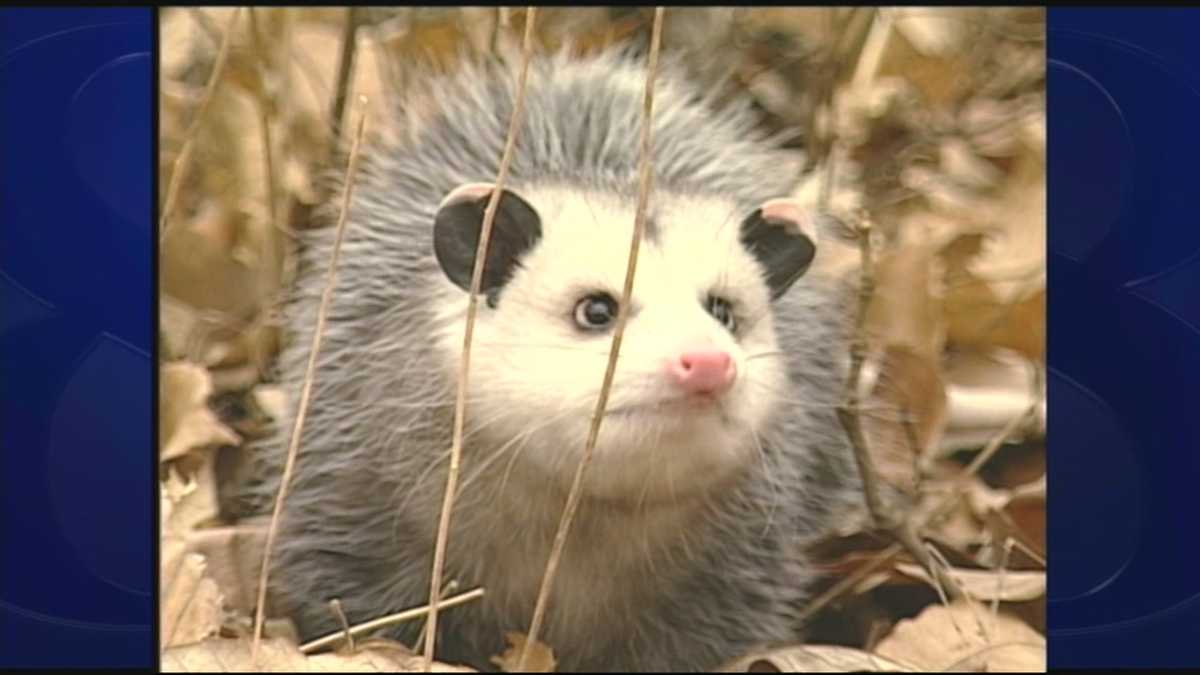 What Should You Do If An Opossum Shows Up On Your Deck