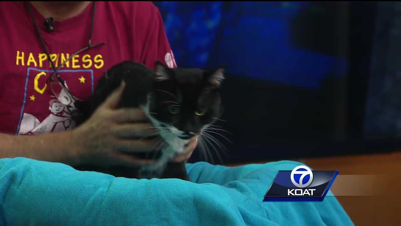 Pet of the week: Accient