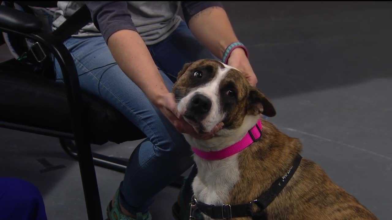 Pet of the week: Gracy
