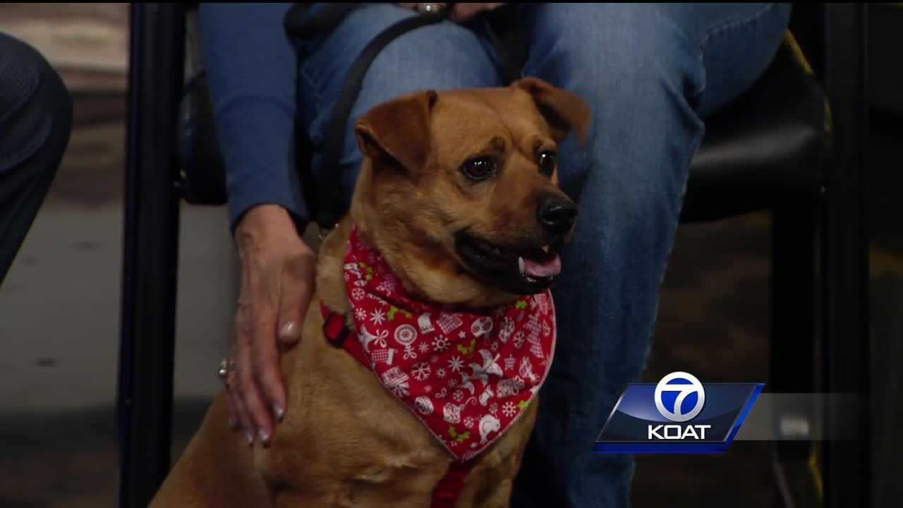 Pet of the week: Twinkie