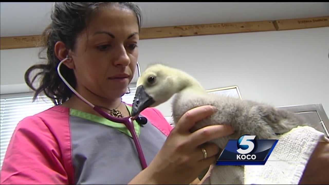 WildCare Foundation hires first full-time, on-site veterinarian