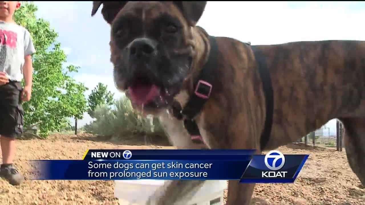 High temps cause problems for beloved pets