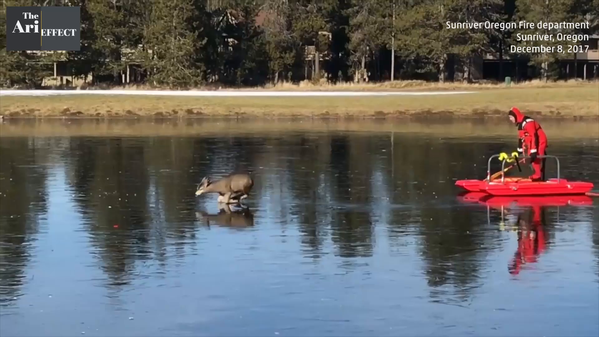 Red-suited man on a sled rescues a deer on frozen pond