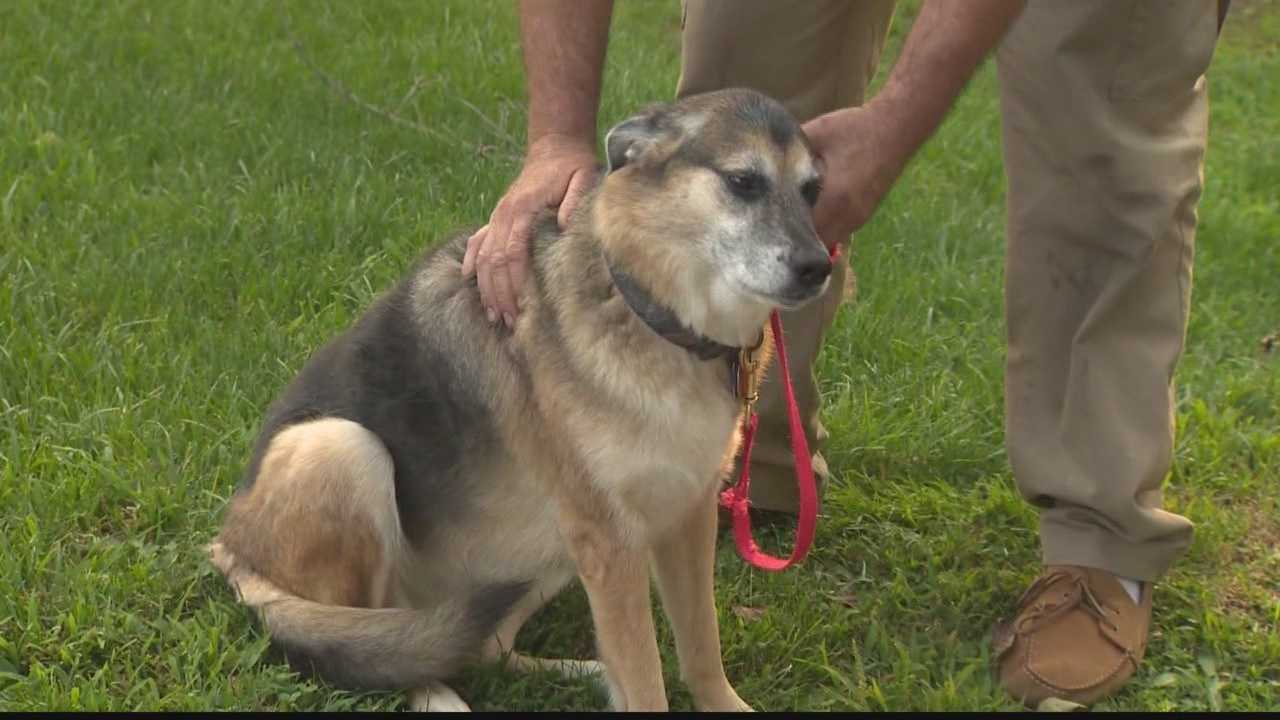 Copperhead Snake Bites Dog