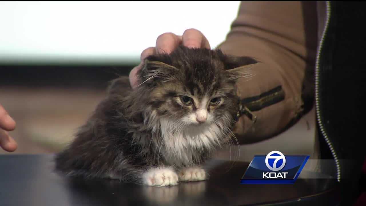 Pet of the week: Ferguson