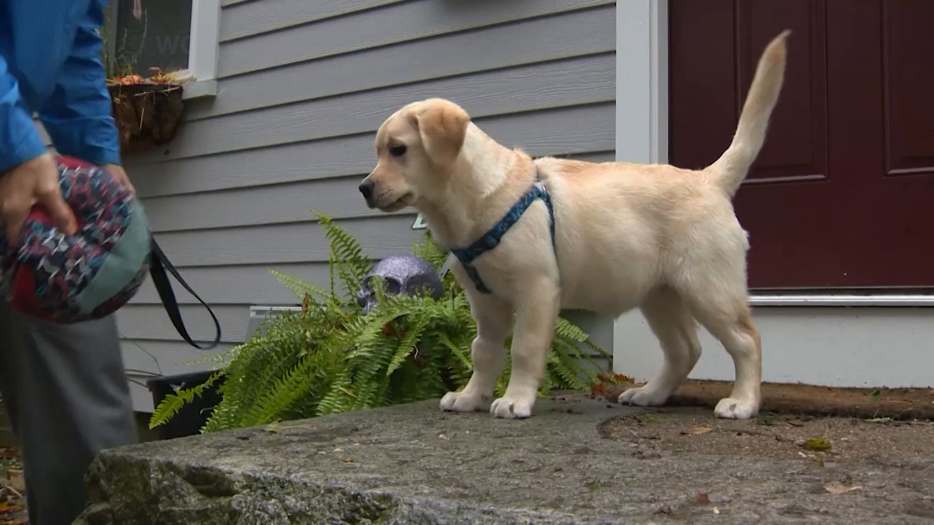 Puppy nearly dies after ingesting fentanyl