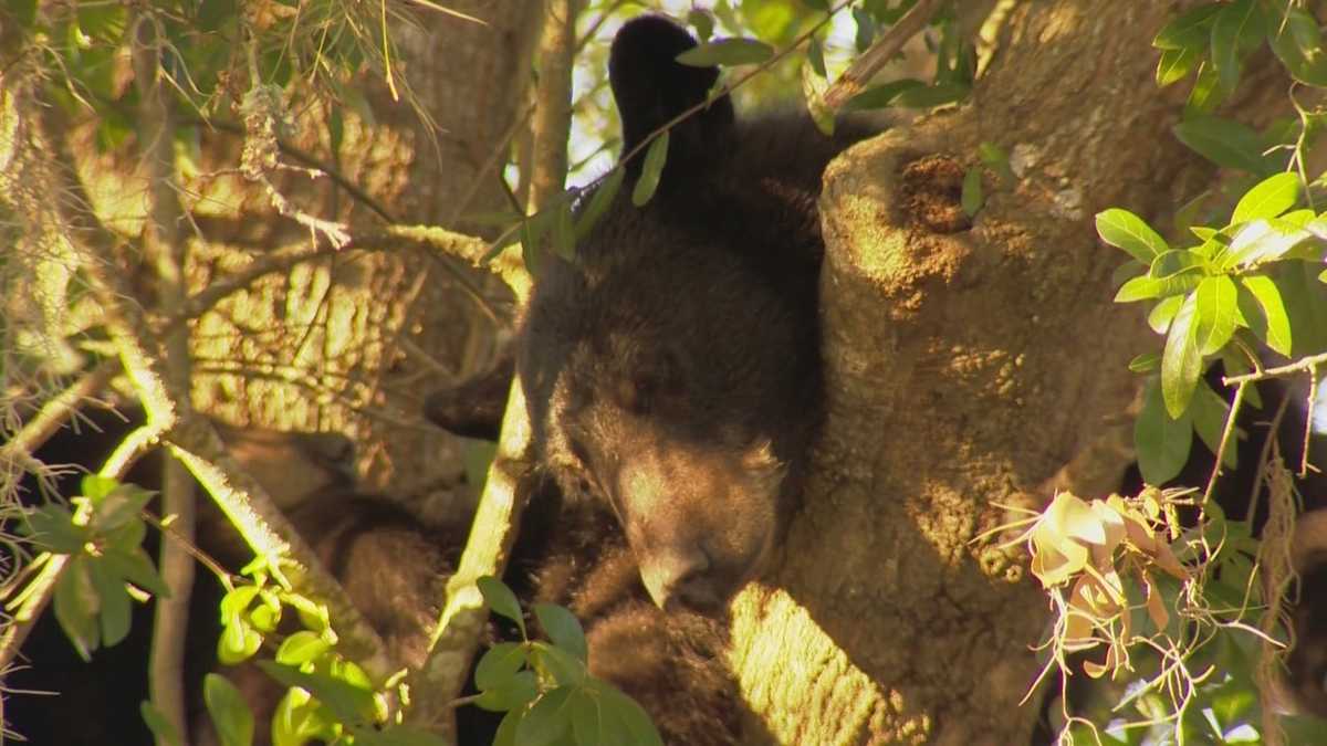 Mama bear, cubs make themselves at home in Florida neighborhood