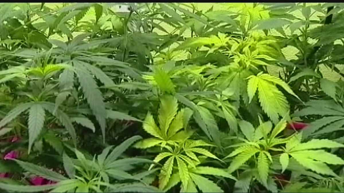 legislature legalization medicinal legalization marijuana The slow burn for marijuana legalization state legislature have pushed for legalization lifting the bans on industrial hemp and medicinal marijuana. legislature legalization medicinal legalization marijuana The slow burn for marijuana legalization state legislature have pushed for legalization lifting the bans on industrial hemp and medicinal marijuana.