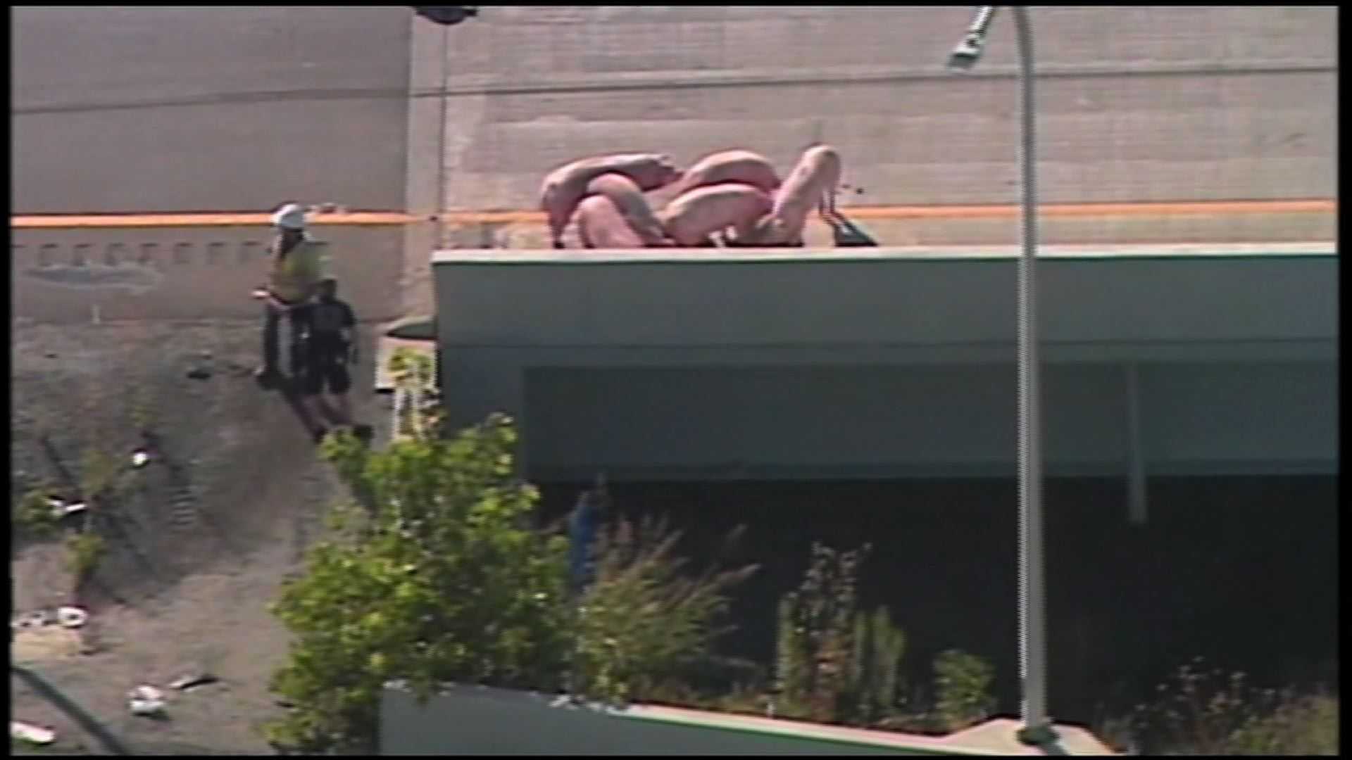 Pigs on the loose! Hogs clog highway traffic after crash