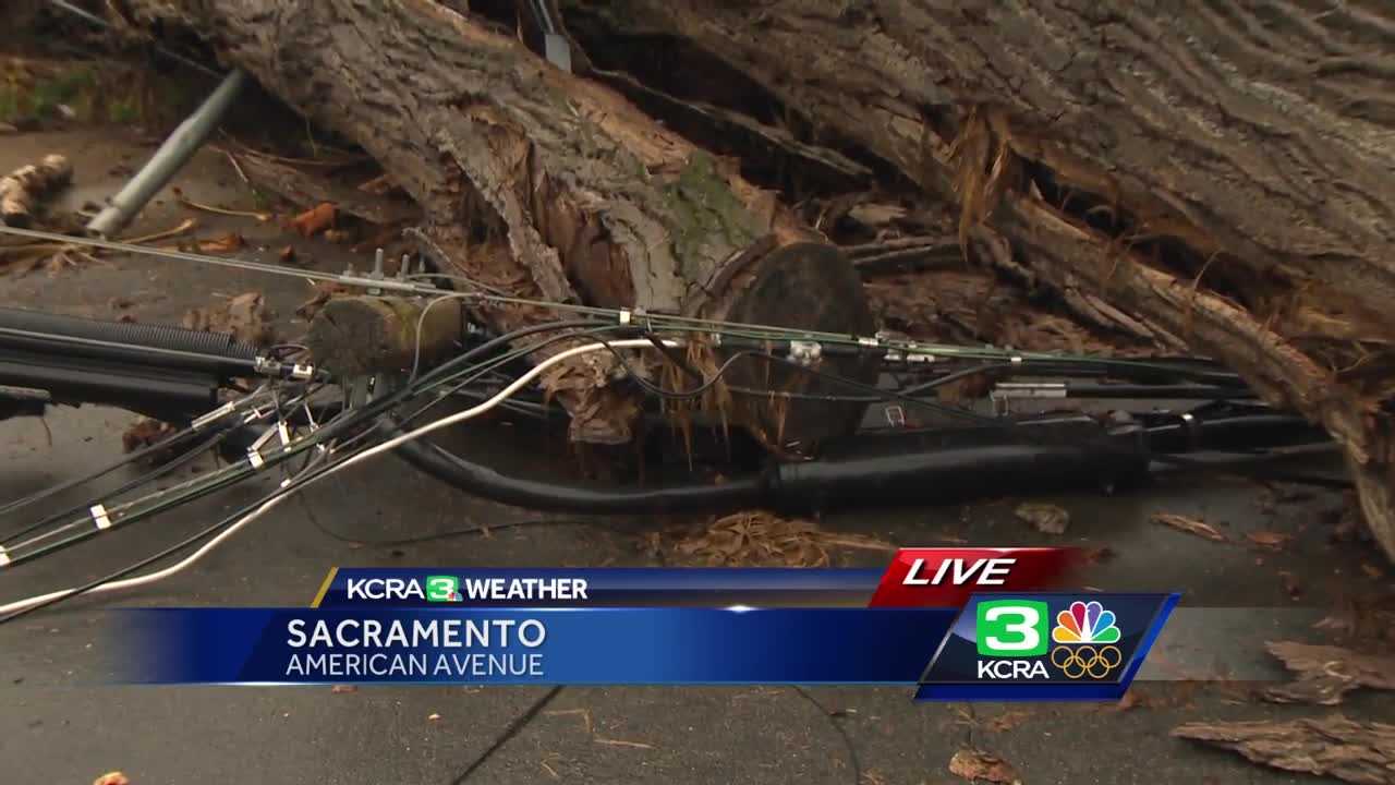 Massive tree crushes car in Sacramento