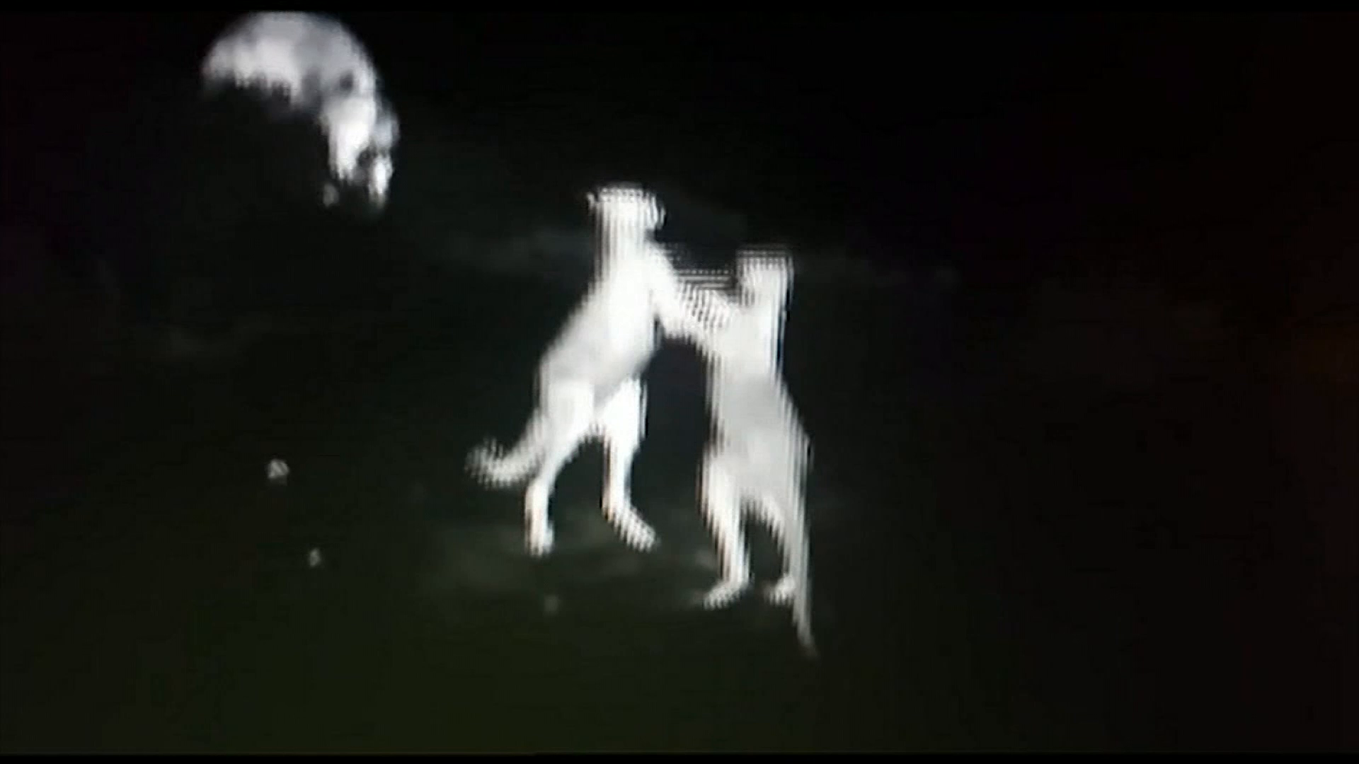 ​Kangaroos trade blows in vicious caught on camera fight