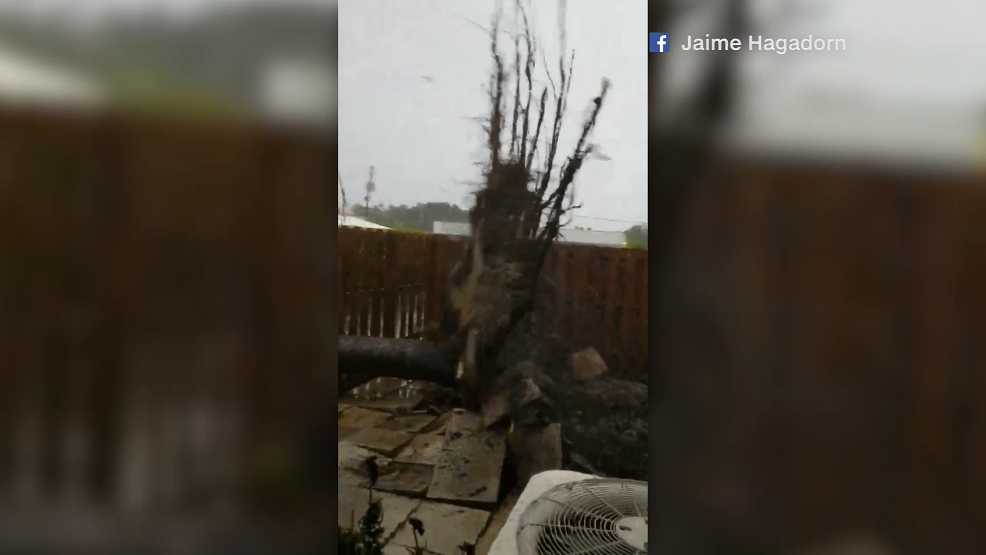 Video shows Hurricane Irma's powerful winds take out tree