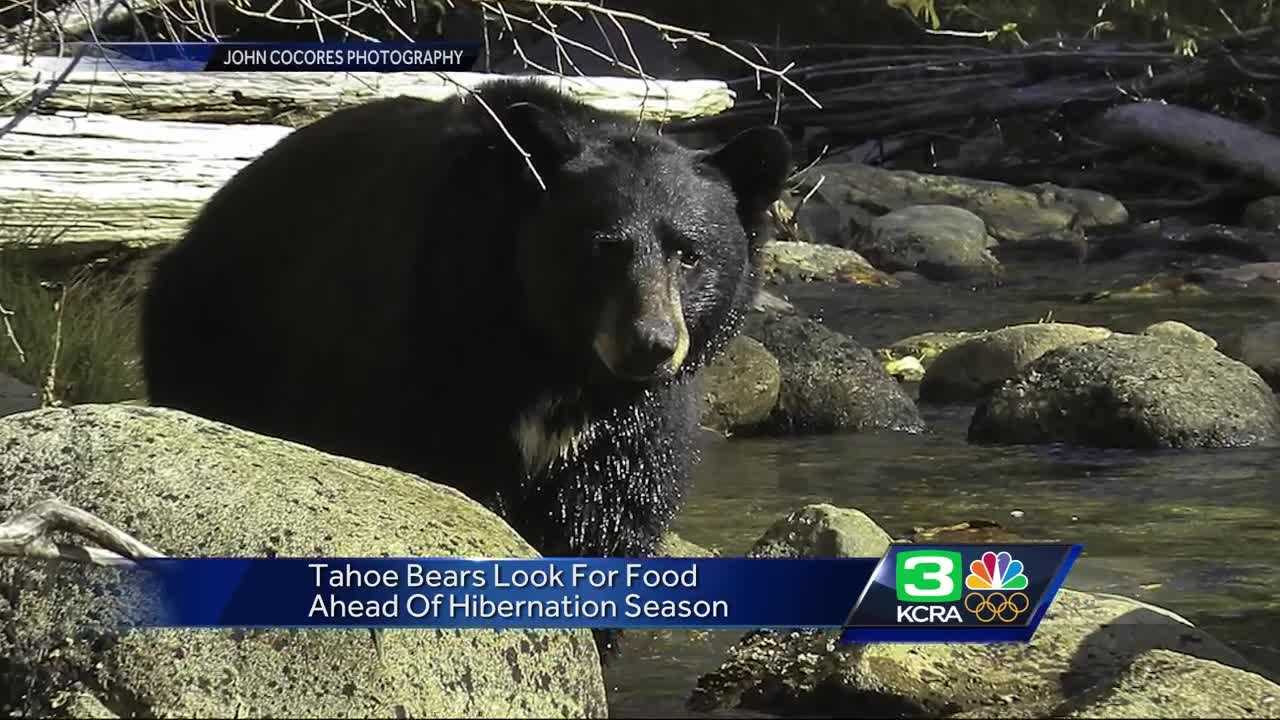 Looking for the bare necessities, bears get more active in California