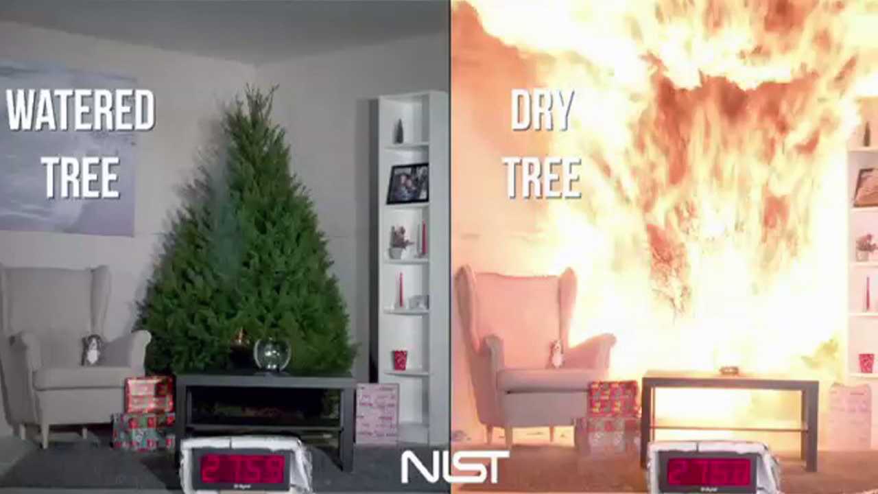 Spot the difference between the watered Christmas tree and the dry one