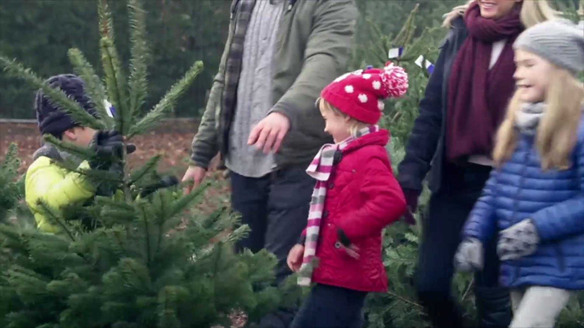 As many as 25,000 bugs could be living in your fresh Christmas tree