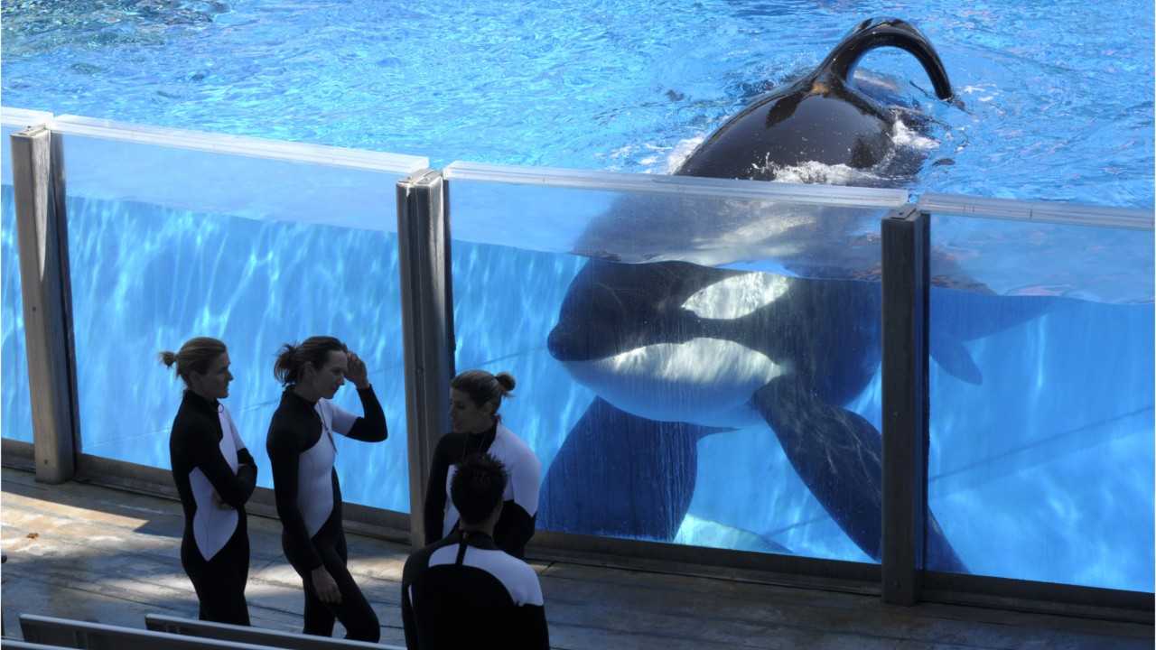 Captive orcas often do this when they're depressed