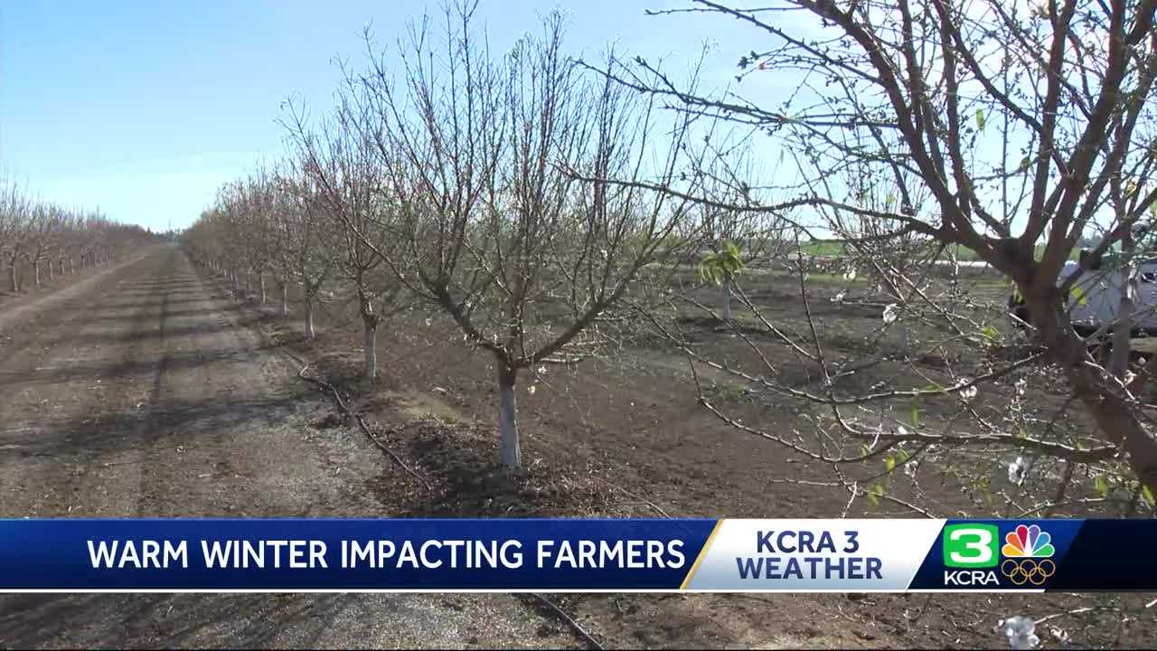 Orchards go into early bloom with warm weather