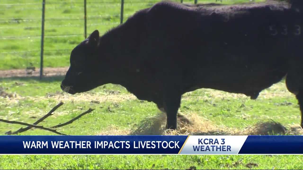 Warm February making local cattle ranchers nervous