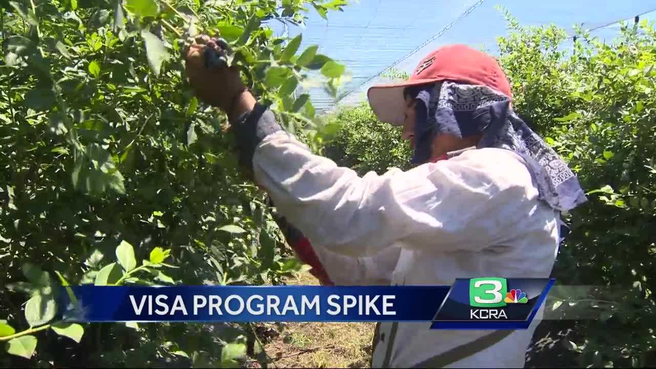 Without visa workers, Central CA crops might go unharvested