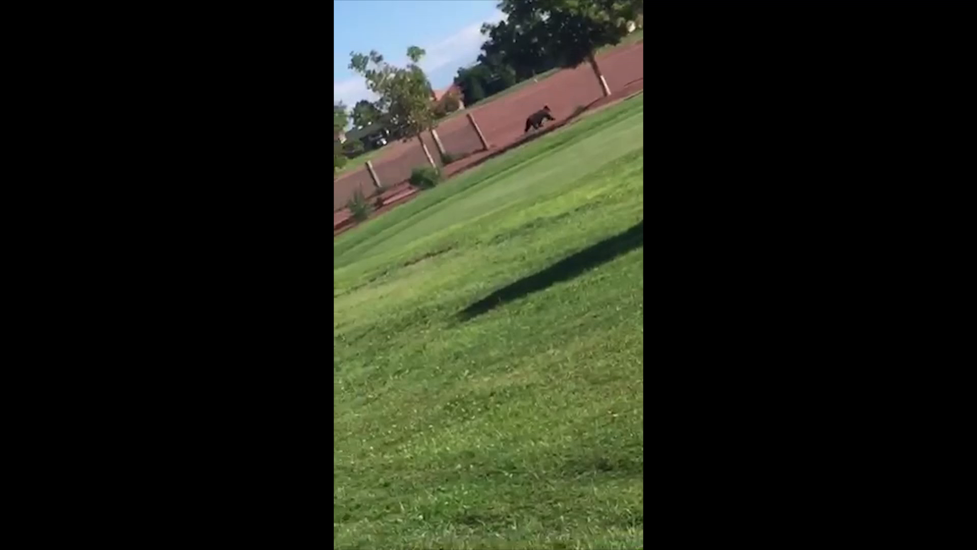 Bear captured after hanging out at golf course