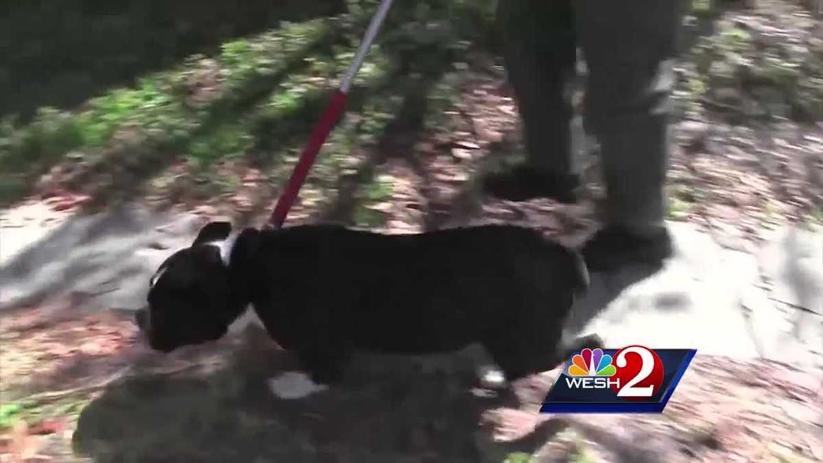 Dog kills neighbor's cat in Cocoa