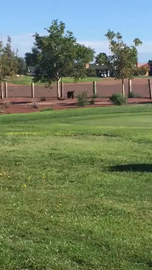 Game & Fish capture bear hanging out at golf course